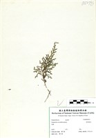 藏品(疏葉卷柏)的圖片